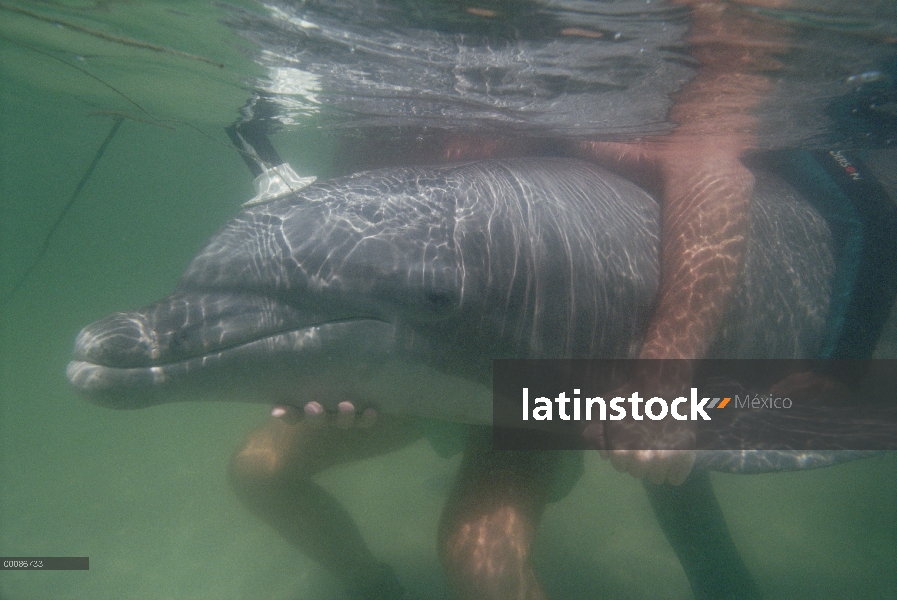 Delfín mular (Tursiops truncatus) acorralado por los investigadores para la observación de vocalizac