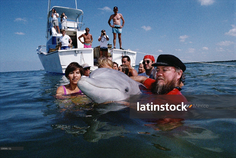 Delfín mular (Tursiops truncatus) llamado Misha es liberado después de dos años de sonar estudio en 