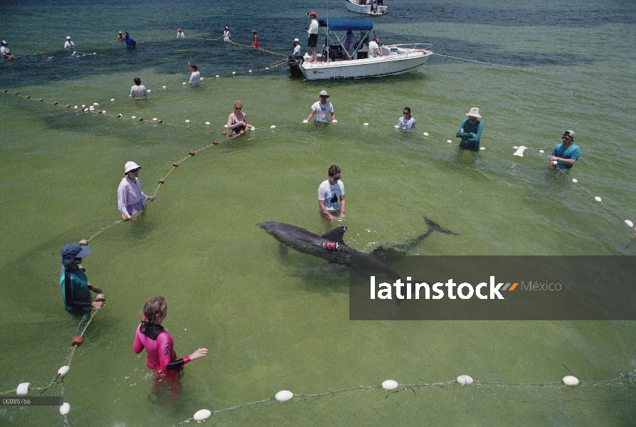 Los investigadores de delfines (Tursiops truncatus) mular escuchar vocalizaciones de par de coralled