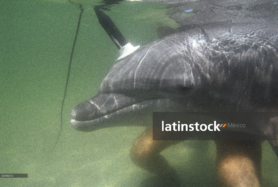 Delfín mular (Tursiops truncatus) usando hidrófonos, Florida