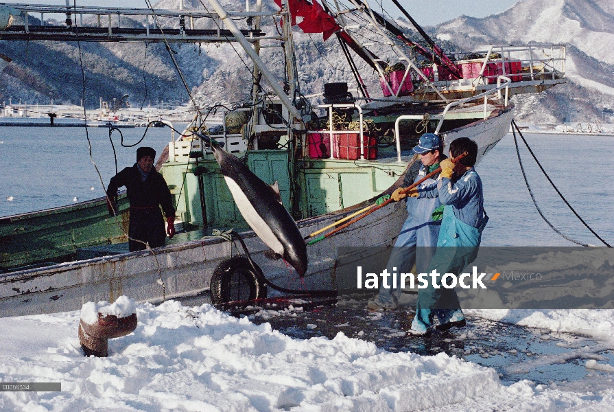 Marsopa de Dall (Phocoenoides dalli) siendo descargado del barco como parte de la cosecha de Otsuchi