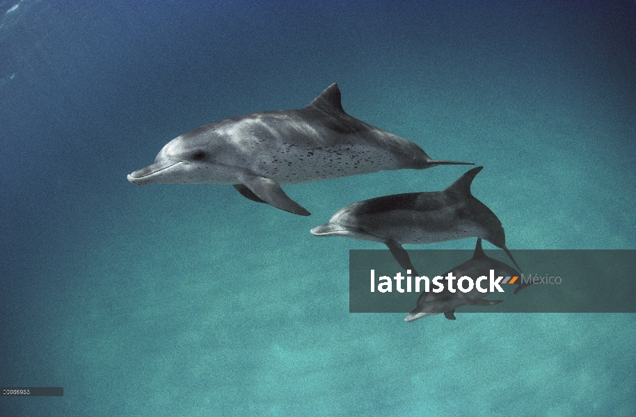 Trío de delfín manchado Atlántico (frontalis de Stenella), Bahamas