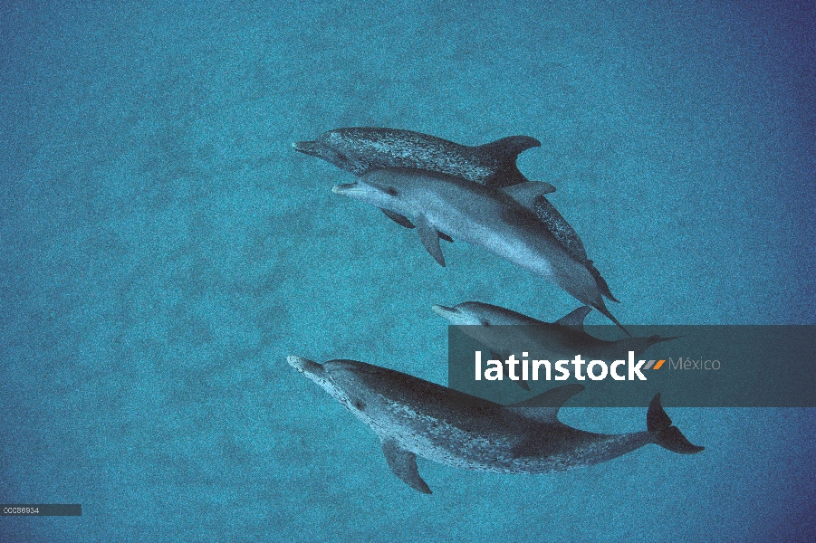 Grupo de delfín manchado Atlántico (frontalis de Stenella) con cría sin mancha, Bahamas