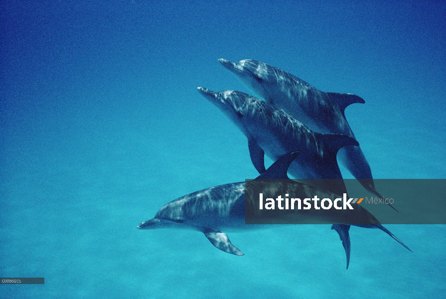 Trío de delfín manchado Atlántico (frontalis de Stenella) de adultos bien manchados y menos juvenile