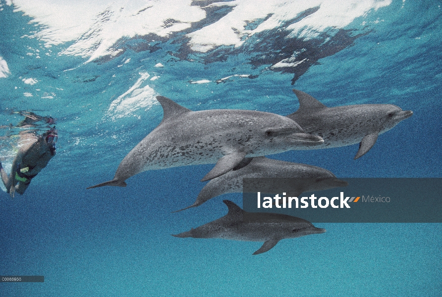 Grupo social delfín manchado Atlántico (frontalis de Stenella) de adultos bien manchados y menos juv