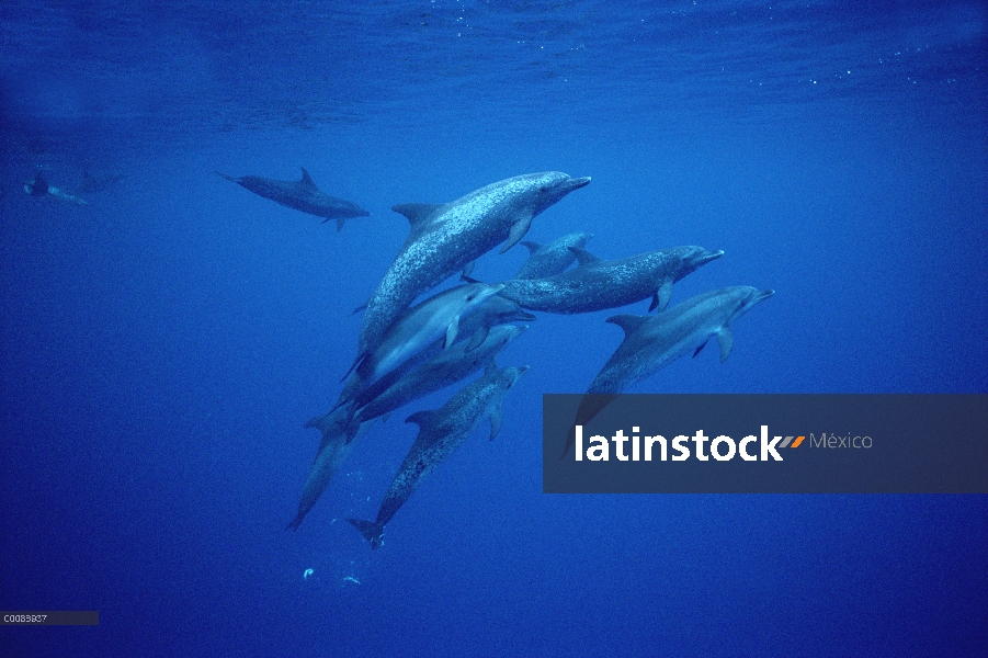 Grupo social delfín manchado Atlántico (frontalis de Stenella) de adultos bien manchados y menos juv