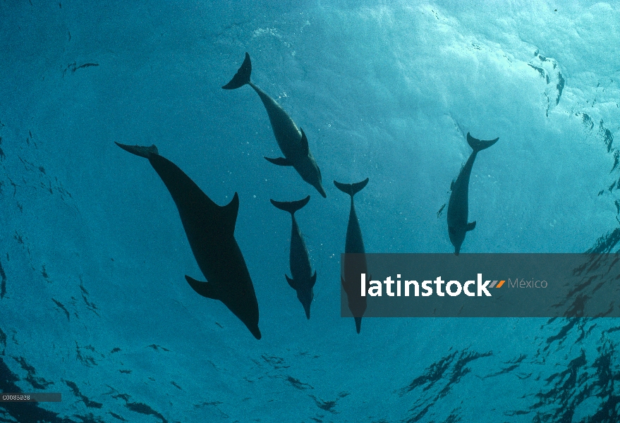 Grupo de delfín manchado Atlántico (frontalis de Stenella) bajo el agua, Bahamas