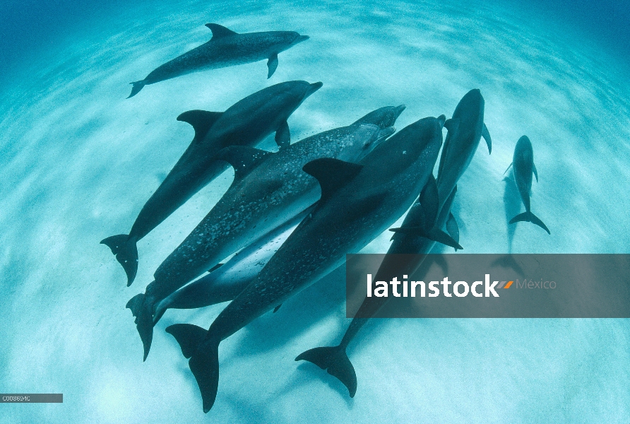 Grupo social delfín manchado Atlántico (frontalis de Stenella) de adultos bien manchados y menos juv