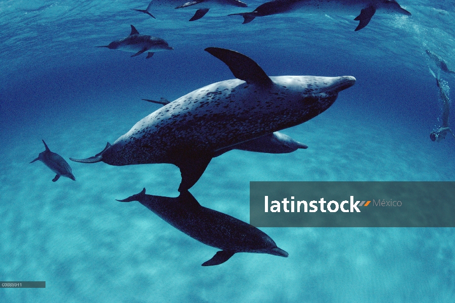 Grupo social delfín manchado Atlántico (frontalis de Stenella) de adultos bien manchados y menos juv