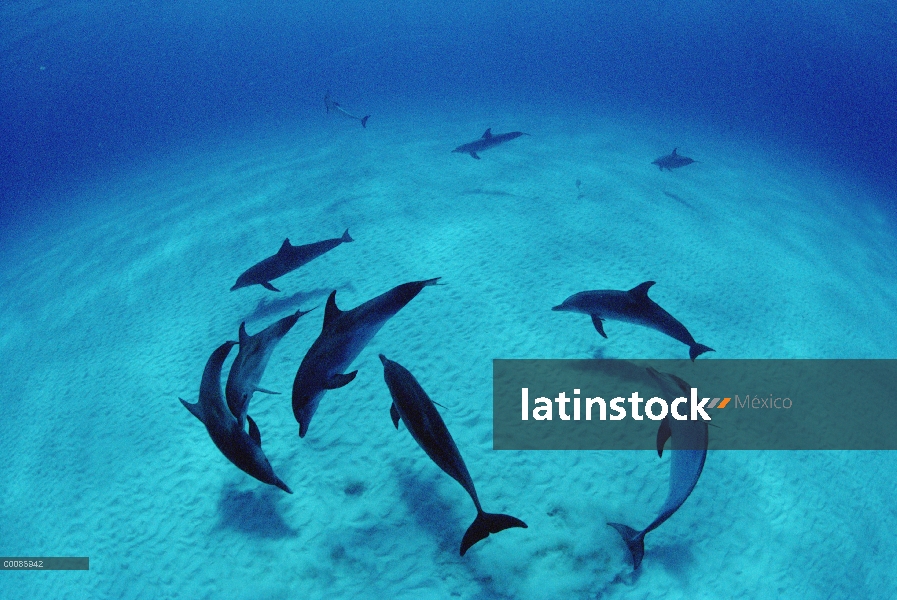 Grupo de delfín manchado Atlántico (frontalis de Stenella), Bahamas