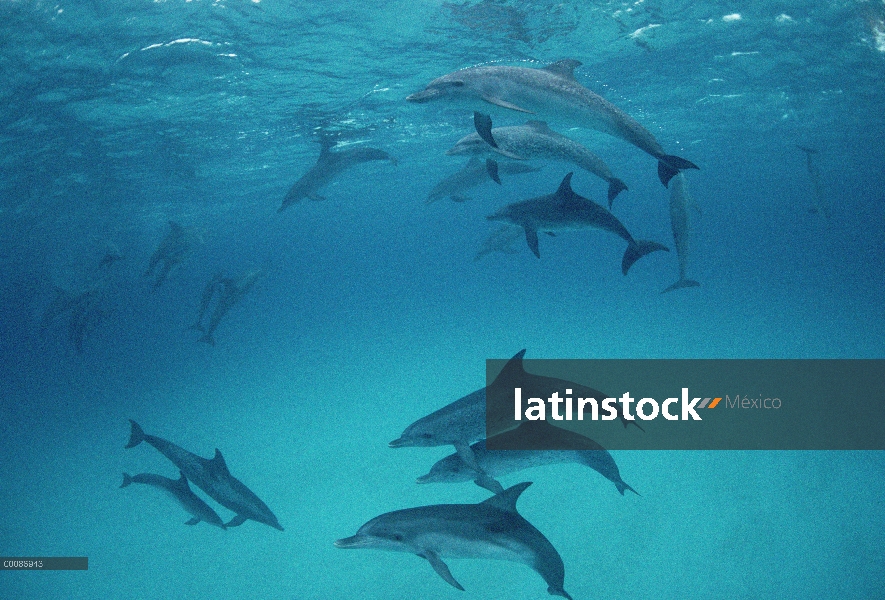 Grupo social delfín manchado Atlántico (frontalis de Stenella) de adultos bien manchados y menos juv