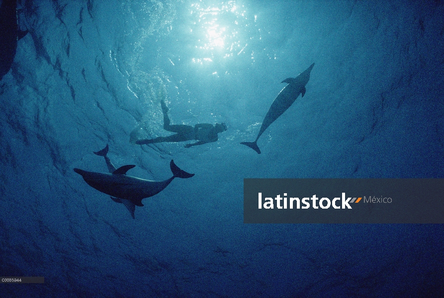 Grupo de delfín manchado Atlántico (frontalis de Stenella) nadando con turista, Bahamas