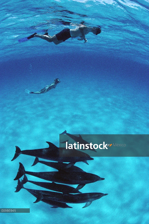 Grupo de delfín manchado Atlántico (frontalis de Stenella) nadar con buzos, Bahamas