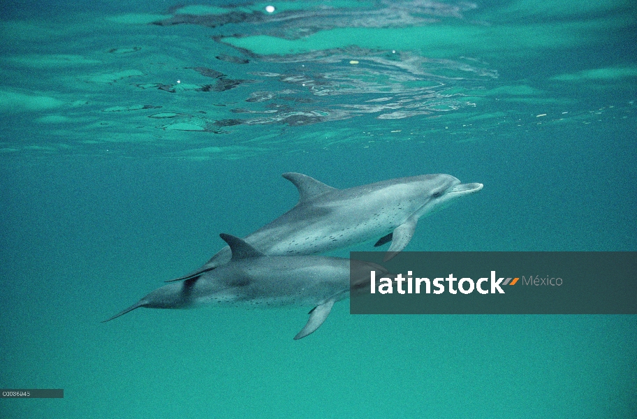 Par submarino delfín manchado Atlántico (frontalis de Stenella), Bahamas