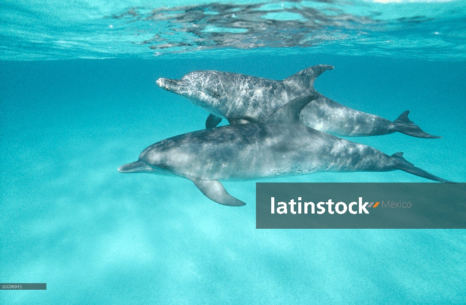 Par submarino delfín manchado Atlántico (frontalis de Stenella), Bahamas