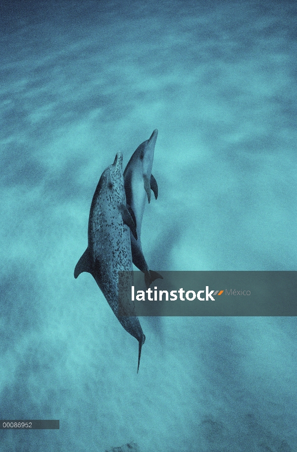 Par submarino delfín manchado Atlántico (frontalis de Stenella), Bahamas