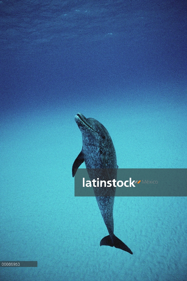 Retrato submarino delfín manchado Atlántico (frontalis de Stenella), Bahamas