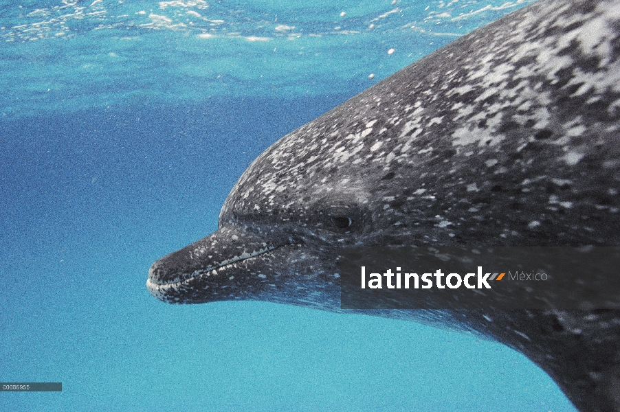 Delfín manchado Atlántico (frontalis de Stenella), Bahamas