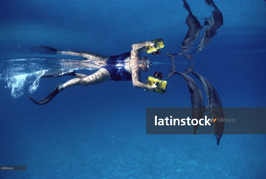 Delfín manchado Atlántico (frontalis de Stenella) par filmado y grabado por Denise Herzig, Bahamas