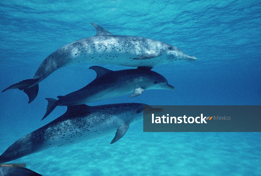 Delfín manchado Atlántico (frontalis de Stenella) dos adultos y un juvenil bajo el agua, Bahamas