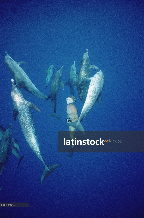 Delfín manchado Atlántico (frontalis de Stenella) pod y buzo, Bahamas