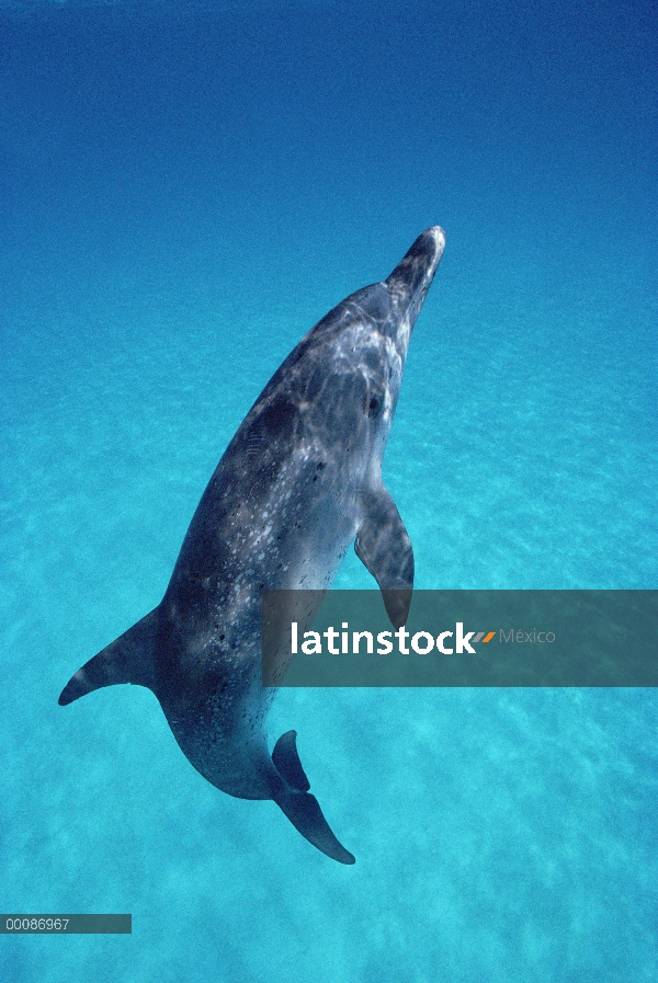 Retrato del delfín manchado Atlántico (frontalis de Stenella), Bahamas