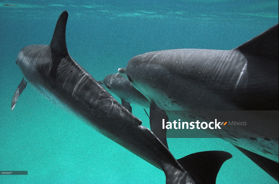 Trío de delfín manchado Atlántico (frontalis de Stenella) natación, Bahamas