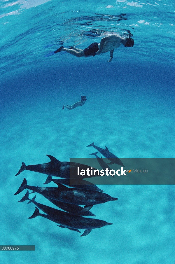 Delfín manchado Atlántico (frontalis de Stenella) con buzo, Bahamas