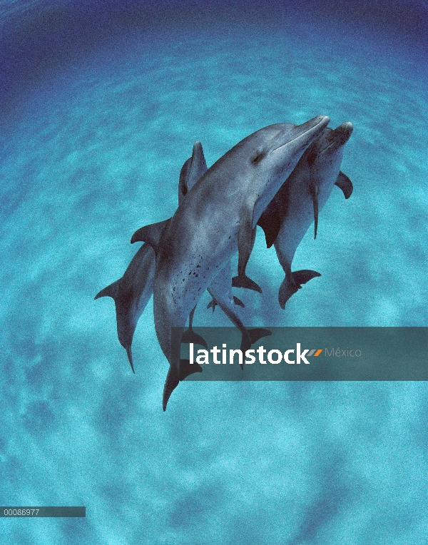 Grupo de delfín manchado Atlántico (frontalis de Stenella) nadar en aguas poco profundas, Bahamas