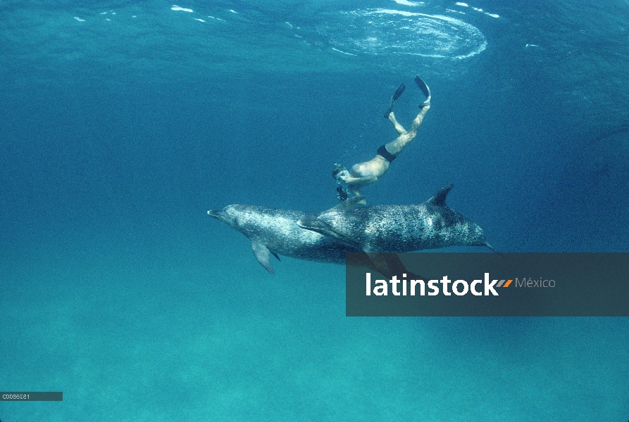 Delfín manchado Atlántico (frontalis de Stenella) con buzo, Bahamas