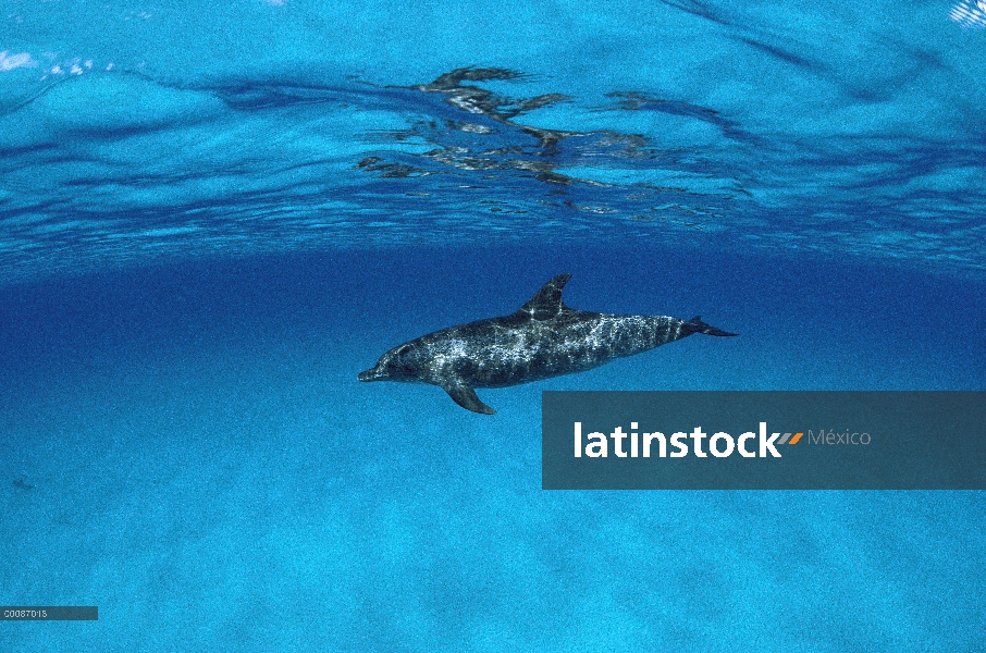 Delfín manchado Atlántico (frontalis de Stenella) nadando justo debajo de la superficie, Bahamas