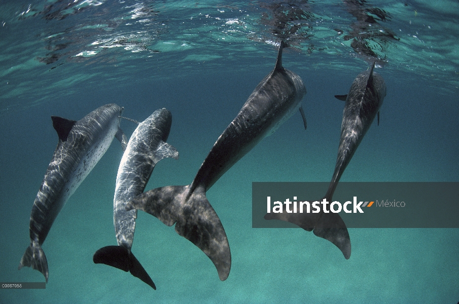 Delfín manchado Atlántico (frontalis de Stenella) cuatro nadando bajo el agua de la cámara, Bahamas