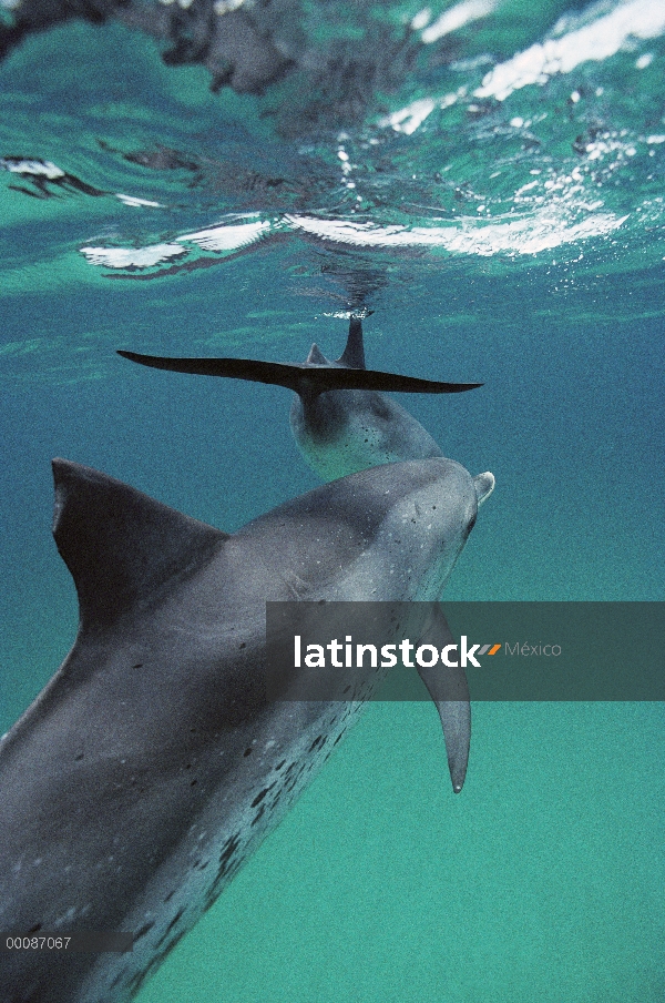 Par de delfín manchado Atlántico (frontalis de Stenella) natación en superficie, Bahamas