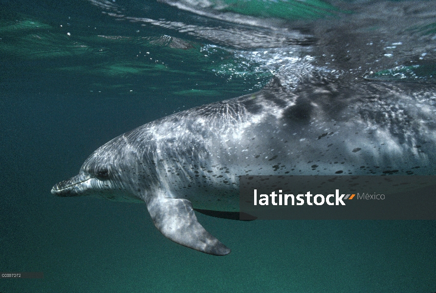 Retrato submarino delfín manchado Atlántico (frontalis de Stenella), Bahamas