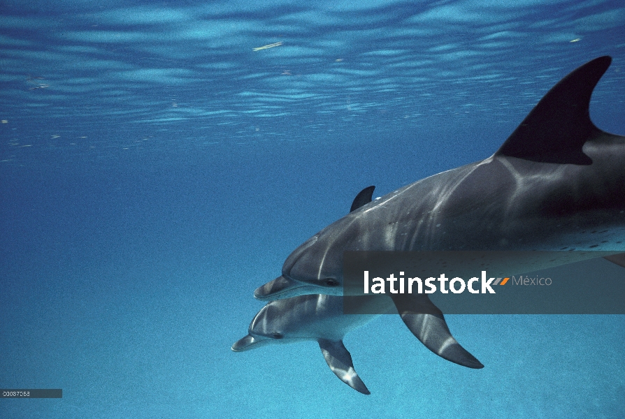 Par de delfín manchado Atlántico (frontalis de Stenella) nadar lado a lado, Bahamas