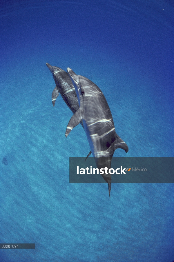 Par de delfín manchado Atlántico (frontalis de Stenella) bajo el agua, Bahamas