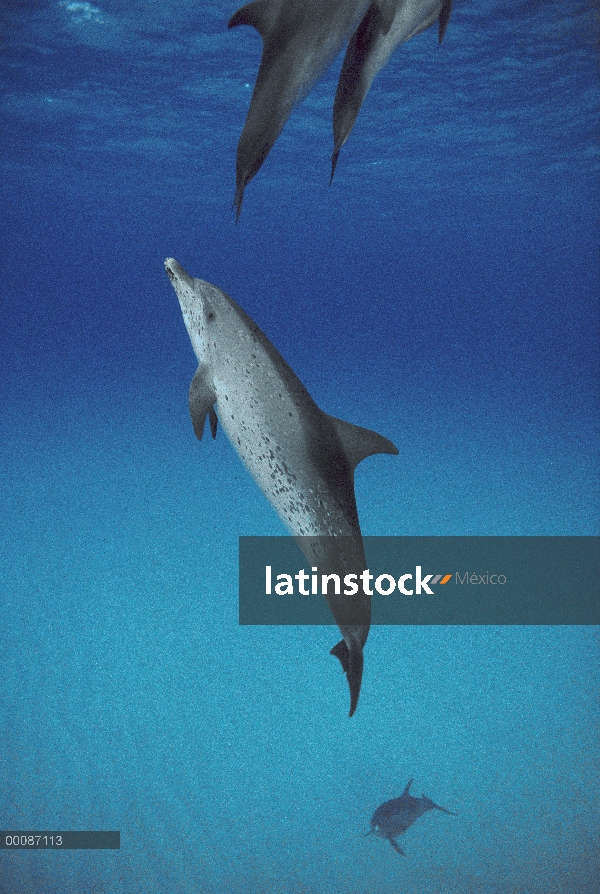 Delfín manchado Atlántico (frontalis de Stenella) tres submarinos, Bahamas