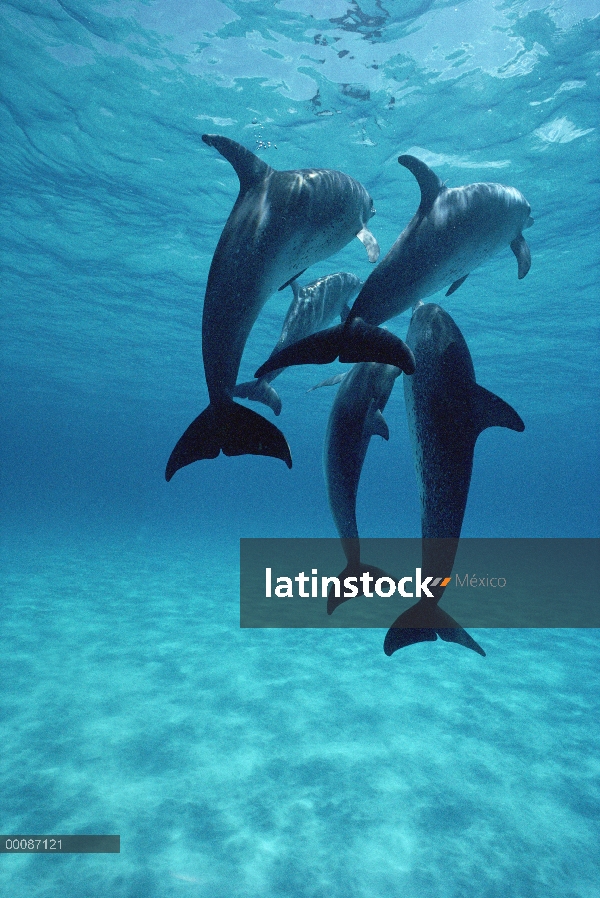 Grupo de delfín manchado Atlántico (frontalis de Stenella) de cuatro, Bahamas