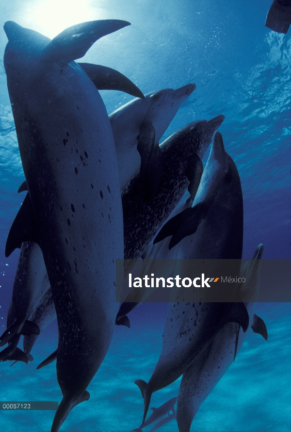 Grupo submarino delfín manchado Atlántico (frontalis de Stenella), Bahamas