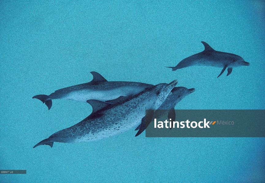 Grupo de delfín manchado Atlántico (frontalis de Stenella) nadando juntos, Bahamas