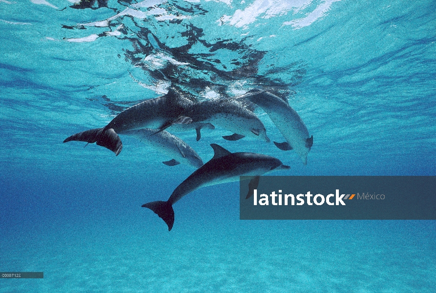 Grupo de delfín manchado Atlántico (frontalis de Stenella) superficie, Bahamas
