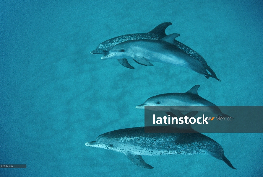 Grupo submarino delfín manchado Atlántico (frontalis de Stenella), Bahamas