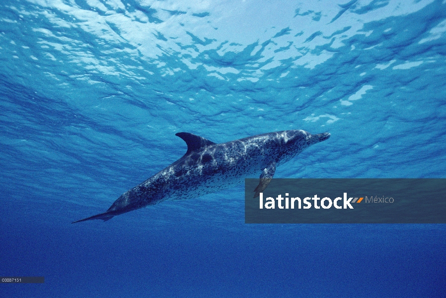 Adulto de delfín manchado Atlántico (frontalis de Stenella) flotando en el agua turquesa, Bahamas