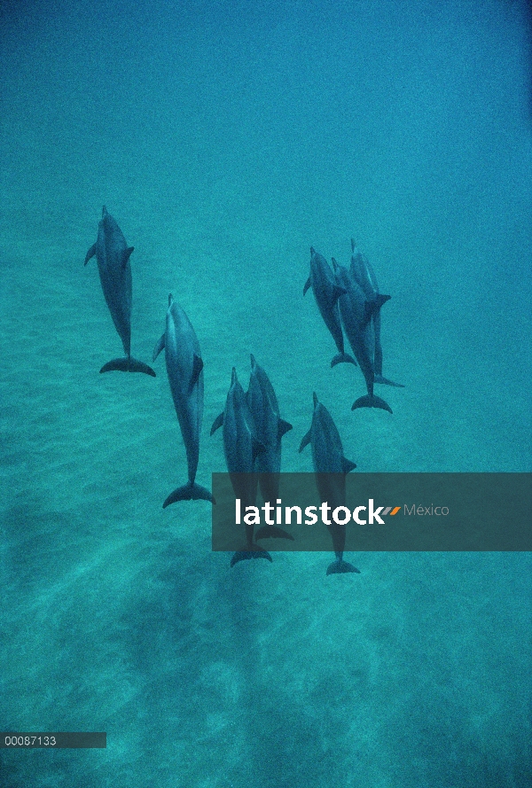 Bajo el agua, grupo de Spinner delfines (Stenella longirostris) Bahamas