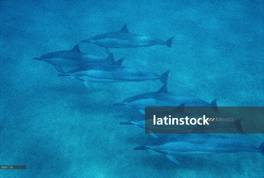 Bajo el agua, grupo de Spinner delfines (Stenella longirostris) Hawaii