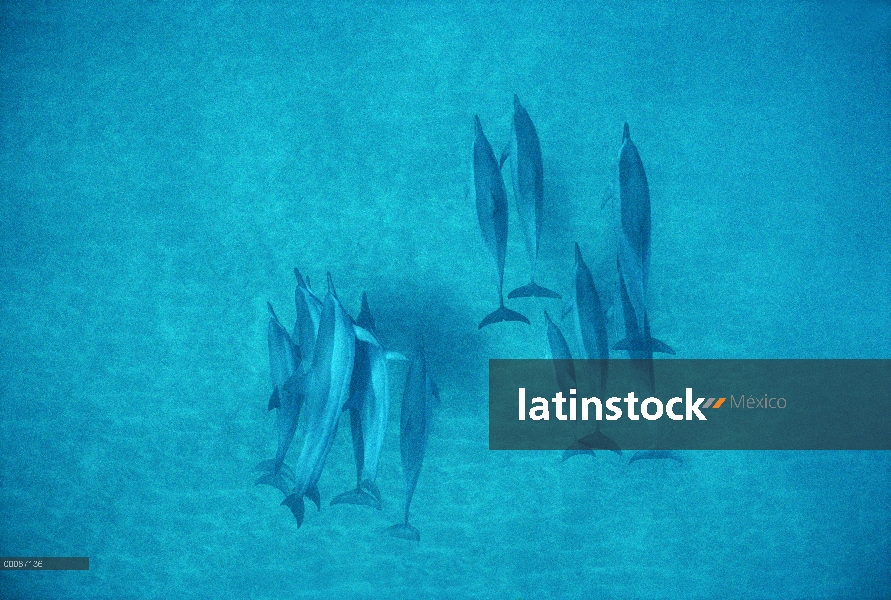 Bajo el agua, grupo de Spinner delfines (Stenella longirostris) Hawaii