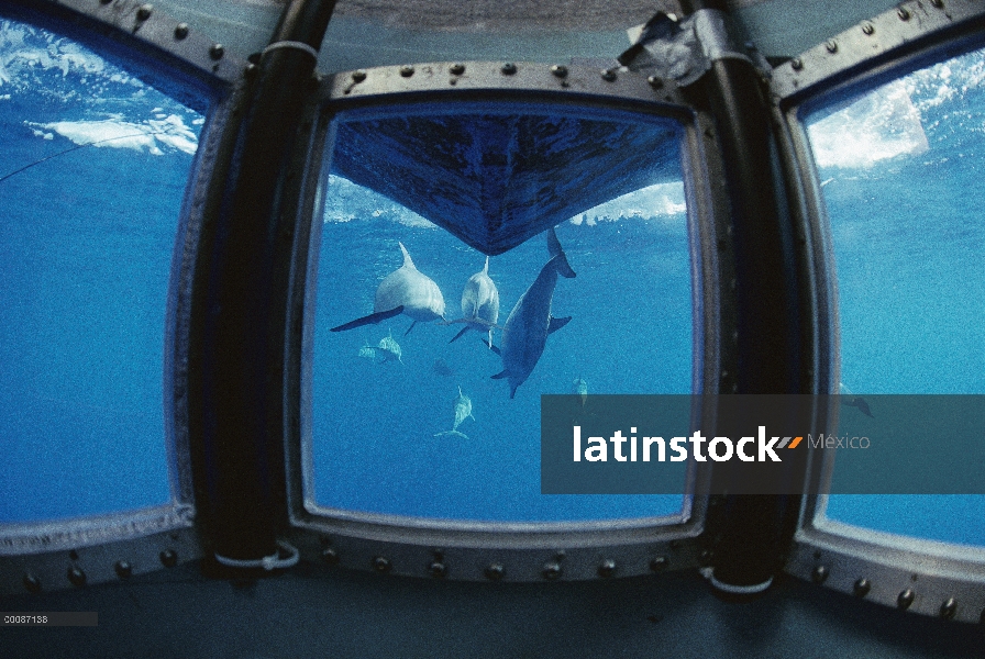 Vaina de delfines (Stenella longirostris) Spinner visto bajo el agua a través de la ventana del buqu