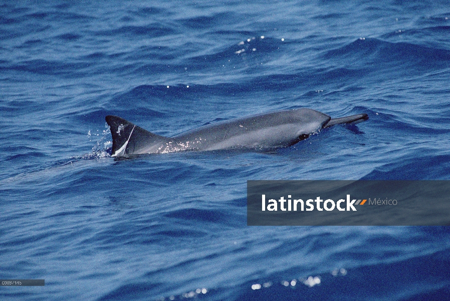 Delfín del hilandero (Stenella longirostris) con banda plástica en la aleta dorsal, Hawaii