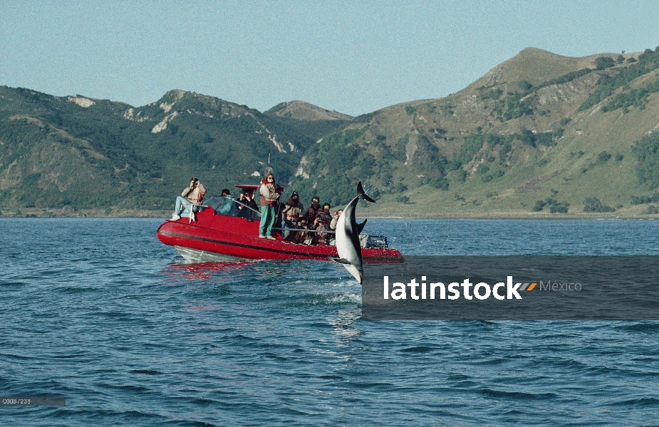 Delfín oscuro (Lagenorhynchus obscurus) con turistas viendo, Kaikoura, Nueva Zelanda