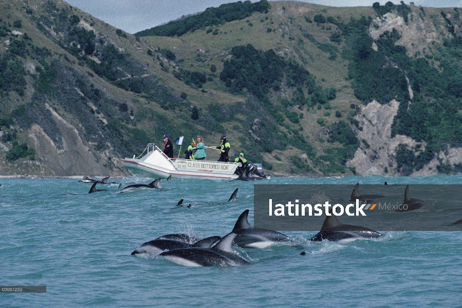 Arenero Delfín (Lagenorhynchus obscurus) pod y turistas, Kaikoura, Nueva Zelanda